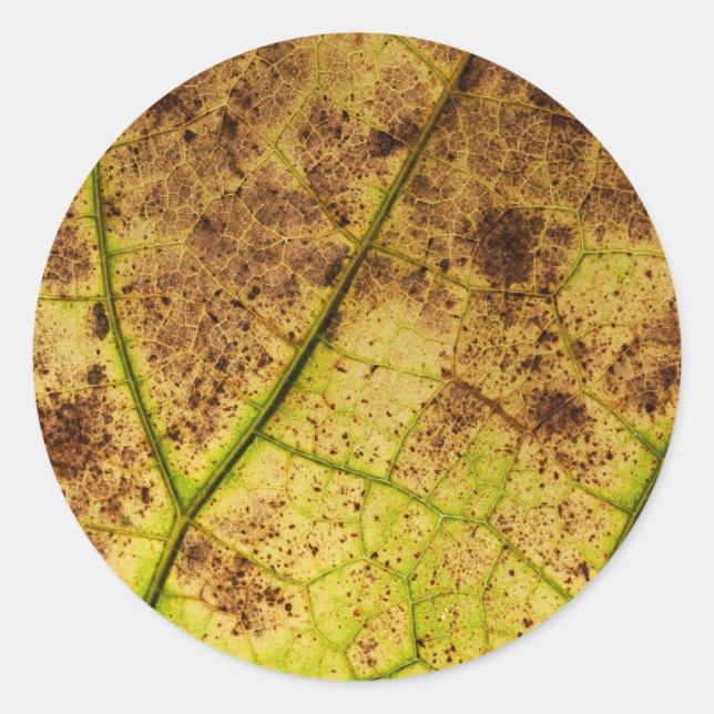 Yellow and Brown Dying Macro Leaf Classic Round Sticker (Front)