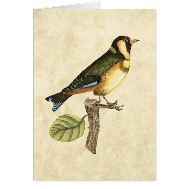 Yellow and Green Bird Perched on a Little Branch (Front)