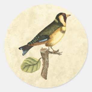Yellow and Green Bird Perched on a Little Branch Classic Round Sticker