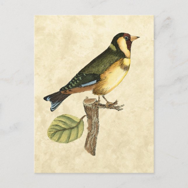 Yellow and Green Bird Perched on a Little Branch Postcard (Front)