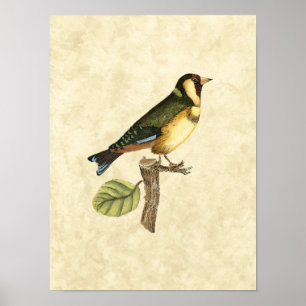 Yellow and Green Bird Perched on a Little Branch Poster