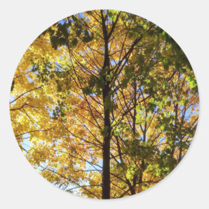 Yellow and Green Fall Foliage Classic Round Sticker