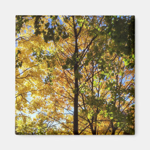 Yellow and Green Fall Foliage Magnet