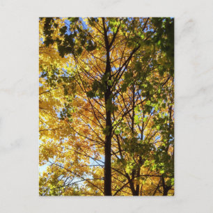 Yellow and Green Fall Foliage Postcard