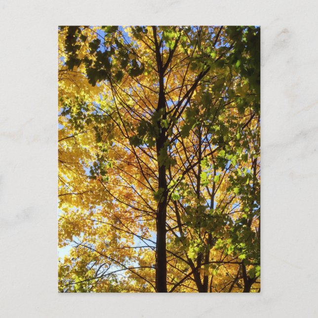 Yellow and Green Fall Foliage Postcard (Front)