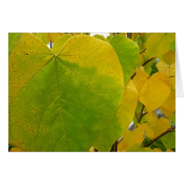 Yellow and Green Redbud Leaves (Front Horizontal)