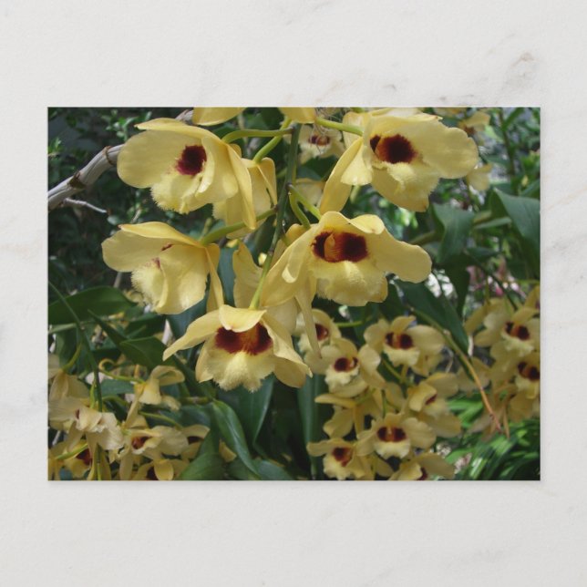 Yellow and Maroon Orchids Elegant Floral Postcard (Front)