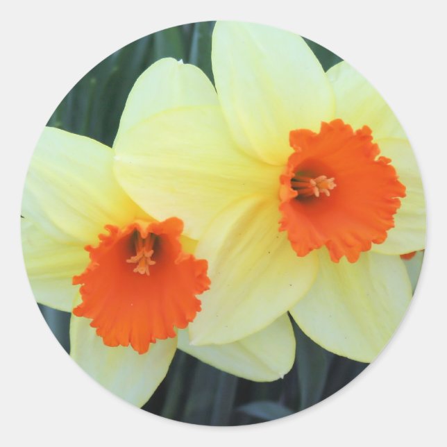 Yellow and Orange Daffodils Classic Round Sticker (Front)
