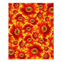 Yellow and Orange Gerbera Daisies
