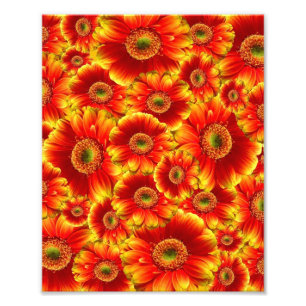 Yellow and Orange Gerbera Daisies Photo Print