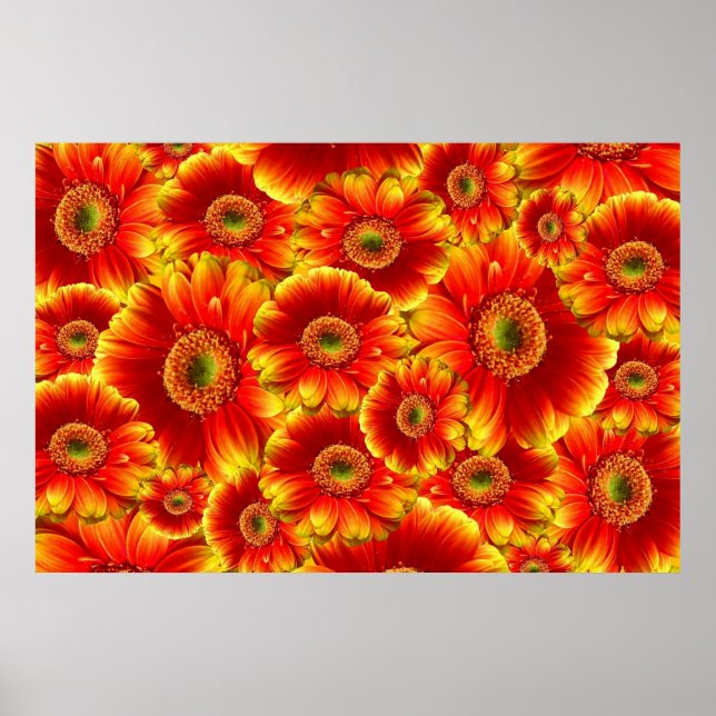 Yellow and Orange Gerbera Daisies Poster (Front)