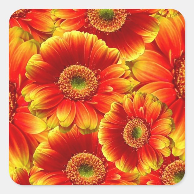 Yellow and Orange Gerbera Daisies Square Sticker (Front)
