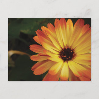 Yellow and Orange Pot Marigold Postcard