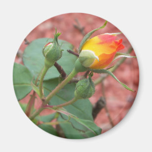 yellow and orange rose bud magnet