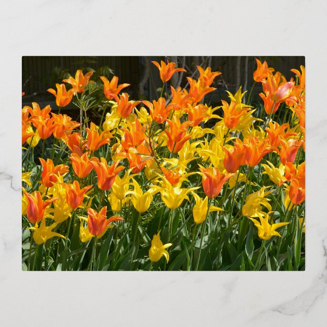 Yellow and orange tulip beds foil holiday postcard (Front)