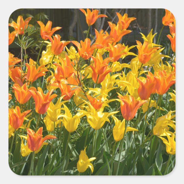 Yellow and orange tulip beds foil holiday square sticker (Front)