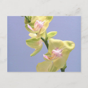 Yellow and Pink Orchids on Lavender Postcard