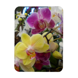 Yellow and Pink Orchids photo magnet