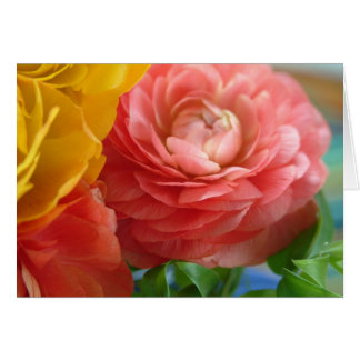 yellow and pink ranunculus