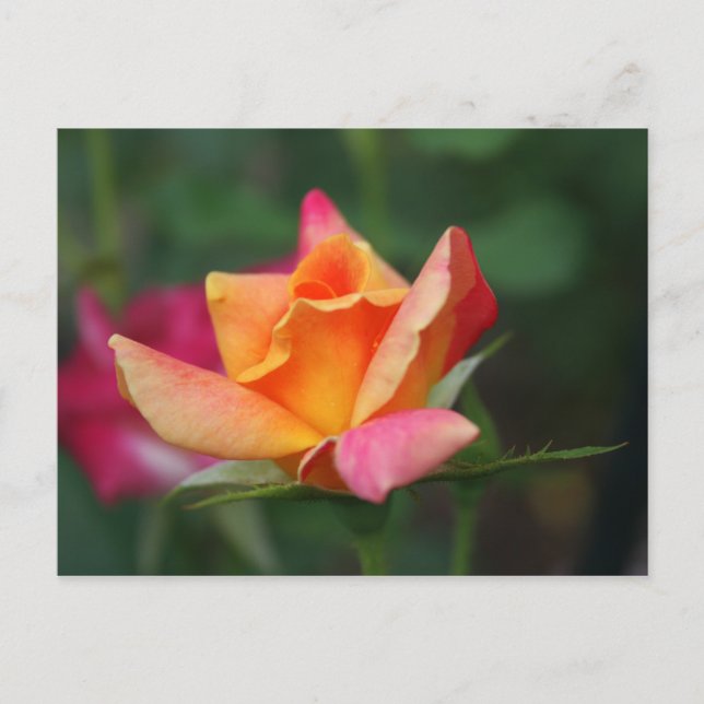 Yellow and Pink Rose Postcard (Front)