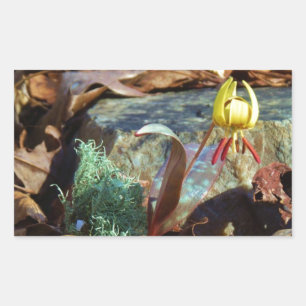 Yellow and Plum Trout Lily and Snail Shell Rectangular Sticker