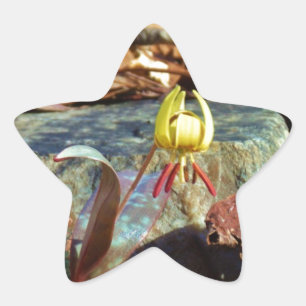 Yellow and Plum Trout Lily and Snail Shell Star Sticker