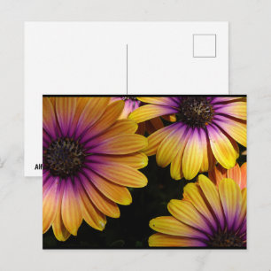 Yellow and Purple African Daisies Postcard