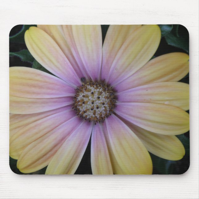Yellow and Purple Daisy Flower Mouse Pad (Front)