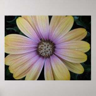 Yellow and Purple Daisy Flower Poster