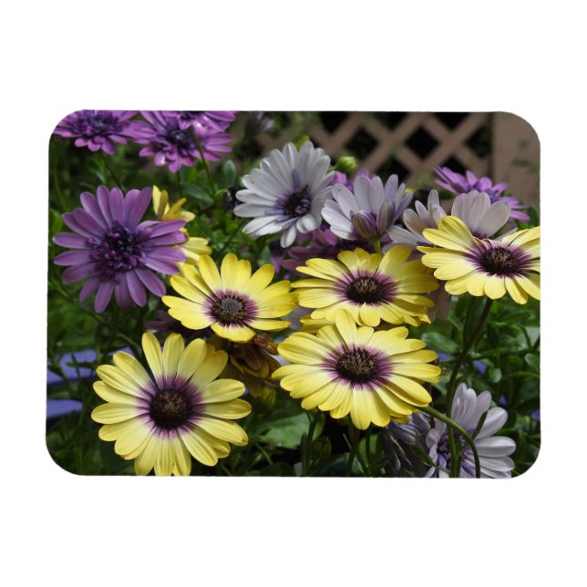 Yellow and Purple Flowers Magnet (Horizontal)