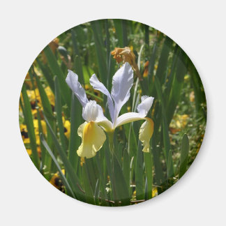 yellow and purple iris 12x10 magnet
