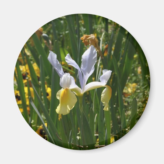 yellow and purple iris 12x10 magnet (Front)
