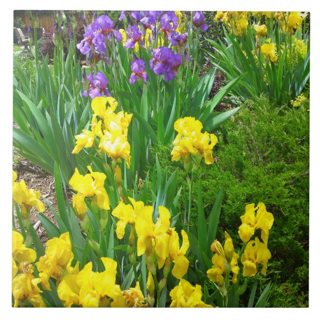 Yellow and Purple Iris Flower Patch Tile (Front)