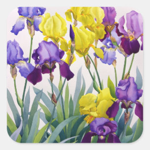 Yellow and Purple Irises Square Sticker