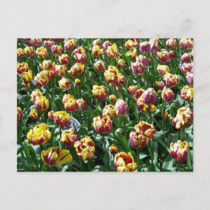Yellow and Purple Tulips Postcard