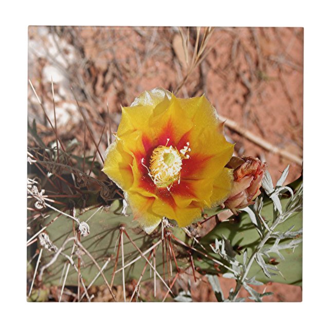 Yellow and red cactus flower in bloom ceramic tile (Front)