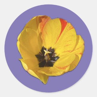 Yellow and Red open Tulip Sticker