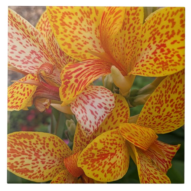 Yellow and Red Speckled Canna Lily Floral Ceramic Tile (Front)