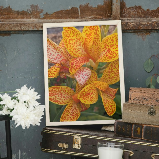Yellow and Red Speckled Canna Lily Floral Photo Print (In Situ (Framed))