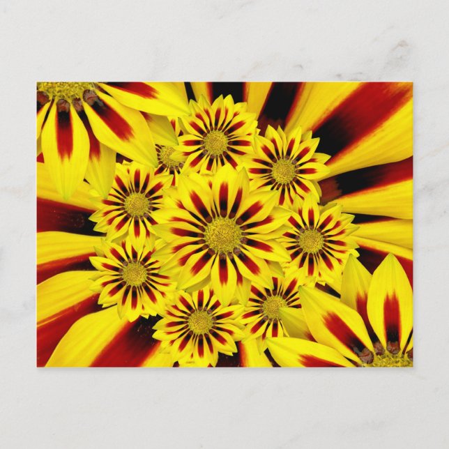 Yellow and Red Striped Gerbera Daisy Sunflower Postcard (Front)