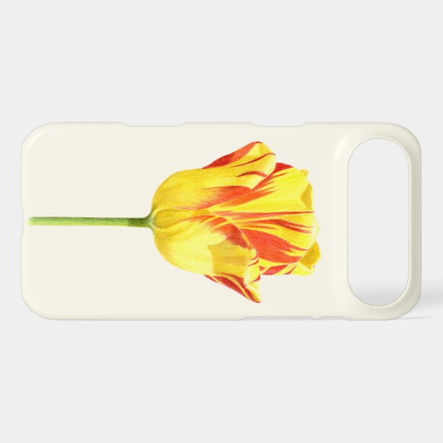 Yellow and red tulip (Back (Horizontal))
