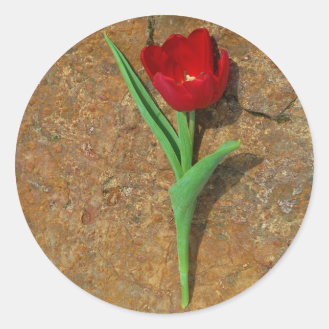 yellow and Red Tulip Classic Round Sticker (Front)