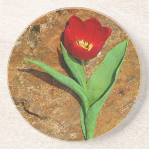 Yellow and Red Tulip Coaster