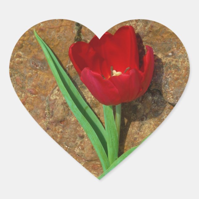 yellow and Red Tulip Heart Sticker (Front)