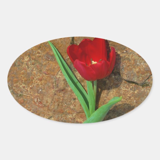 yellow and Red Tulip Oval Sticker (Front)