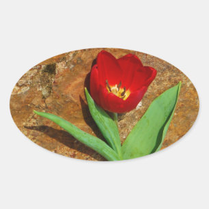 Yellow and Red Tulip Oval Sticker