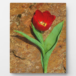 Yellow and Red Tulip Plaque