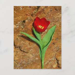Yellow and Red Tulip Postcard