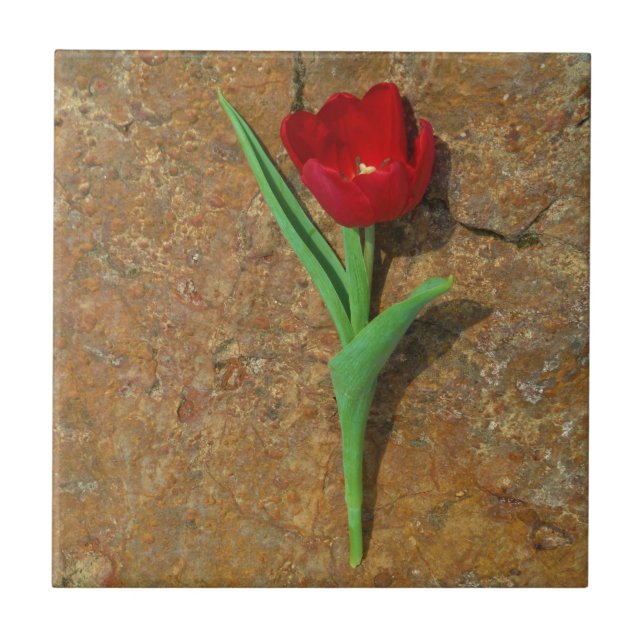 yellow and Red Tulip Tile (Front)