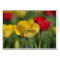 Yellow and Red Tulips